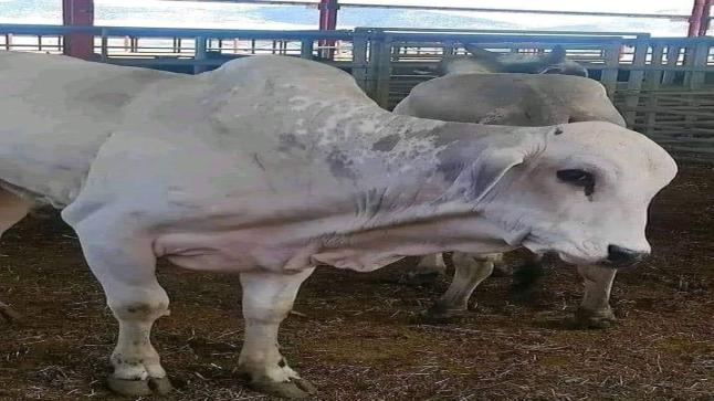 حقوقيون يطالبون بالتحقيق في صفقات “أبقار البرازيل”