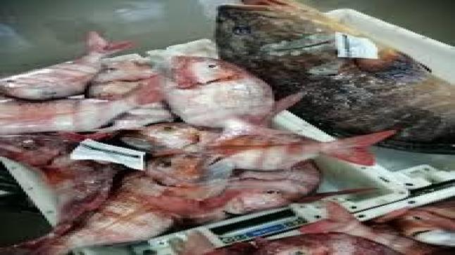 بوجدور : أسواق بيع السمك بالجملة وما خفي أعظم