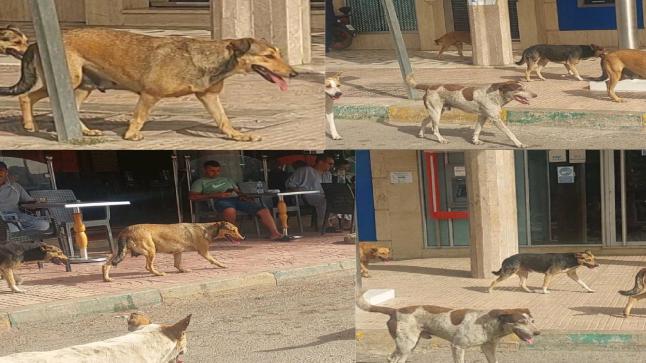 الكلاب الضالة تتجول بشوارع وأزقة مدينة البئر الجديد في غياب للمصالح المختصة